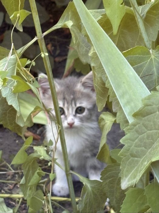 Віддамо кошенят безкоштовно