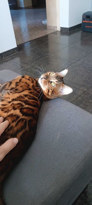 Вязка Бенгалы киев