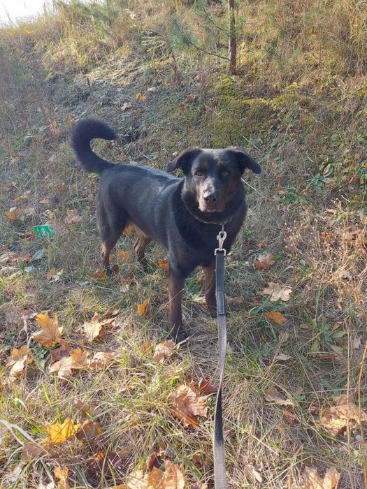 IWI - Schronisko dla Zwierząt w Ostródzie