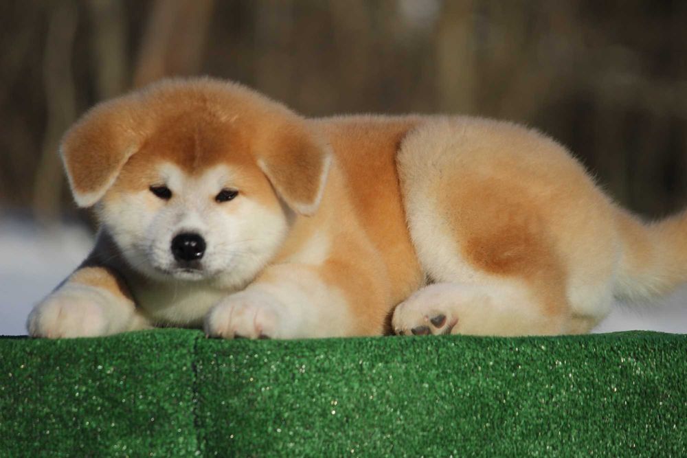 Цуценята Акіта іну від чемпіонів