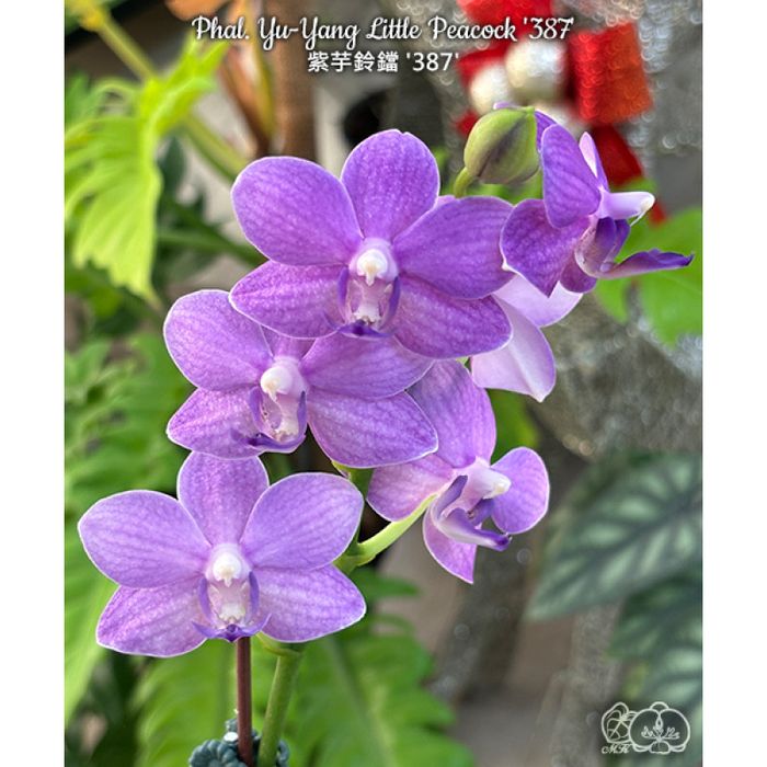 Орхідея синя Yu-Yang  Little  Peacock