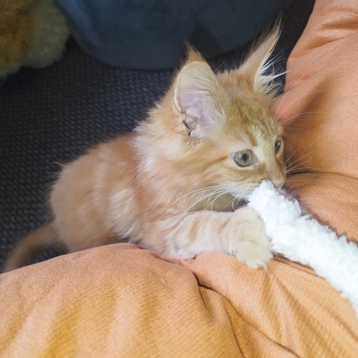 Dziewczynka Maine Coon