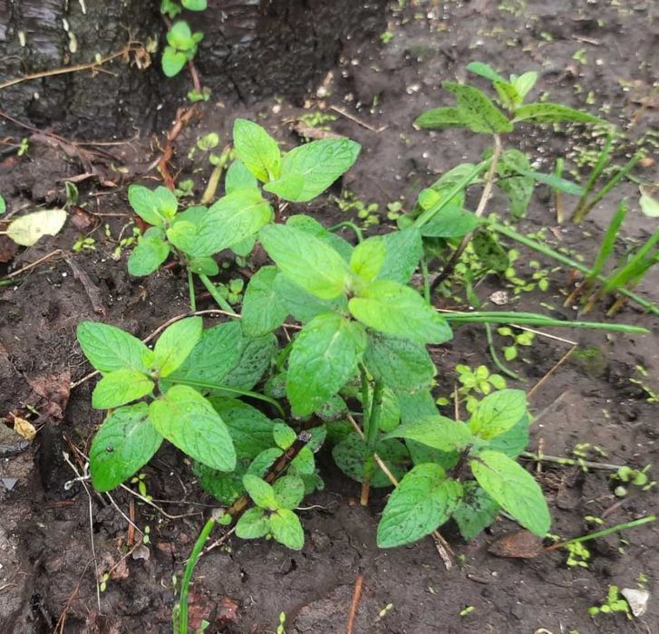 ясколка       отдам