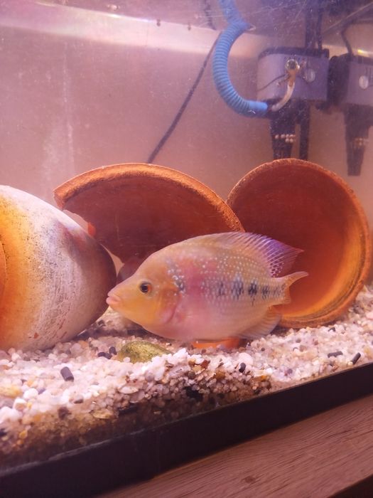Casal Flowerhorn mix  Papagaio 14–17 CM – OPORTUNIDADE