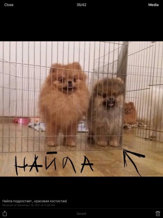 Міжднародне перевезення тварин, документальний супровід