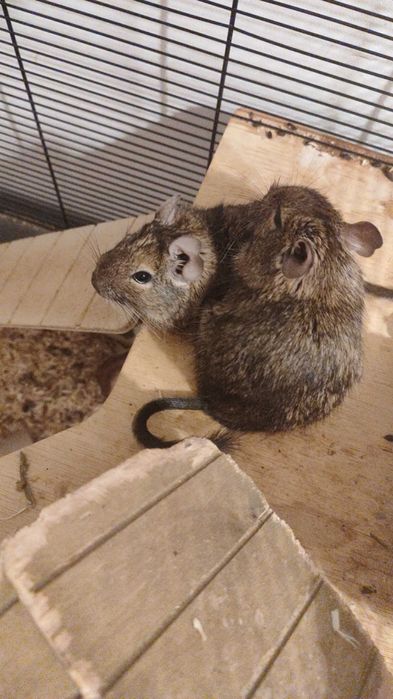 3 koszatniczki szukają nowego domu