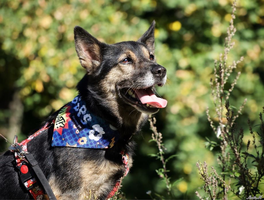 Kubuś ma za sobą bardzo trudne życie. Odmień jego los