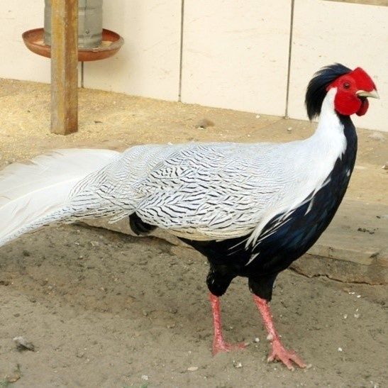 Faisão  prateado