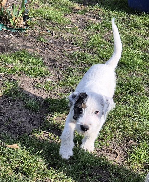 Parson Russell Terrier