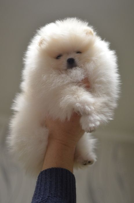 Померанці дівчинка і хлопчик