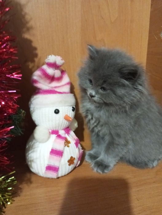 Британські чистокровні котята