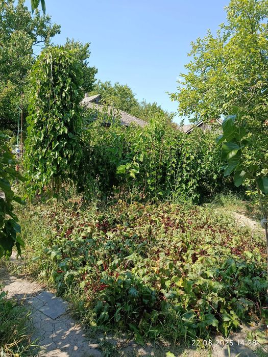 Шовковиця саджанець штамбова плакучая шелковица саженец (обмен)