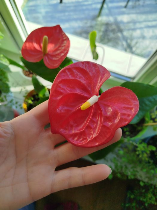 Антуріум, чоловіче щастя)))