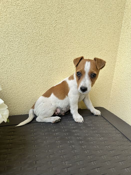 Piesek szczeniak Jack Russell Terrier z Rodowodem