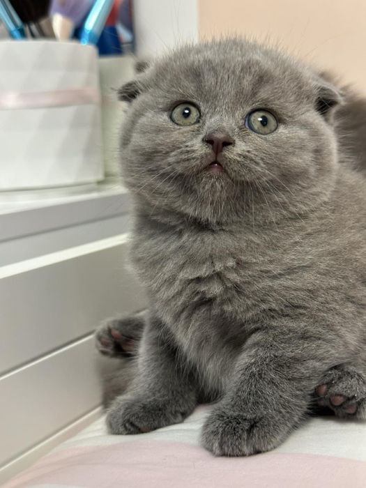 Британські кошенята