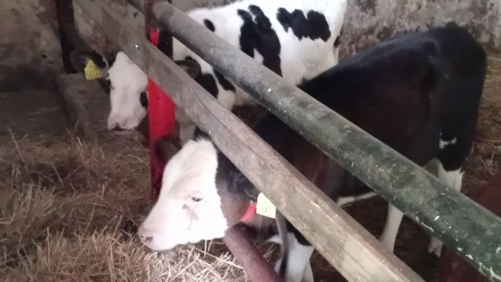 Byk jałówka  mięsne sztuki