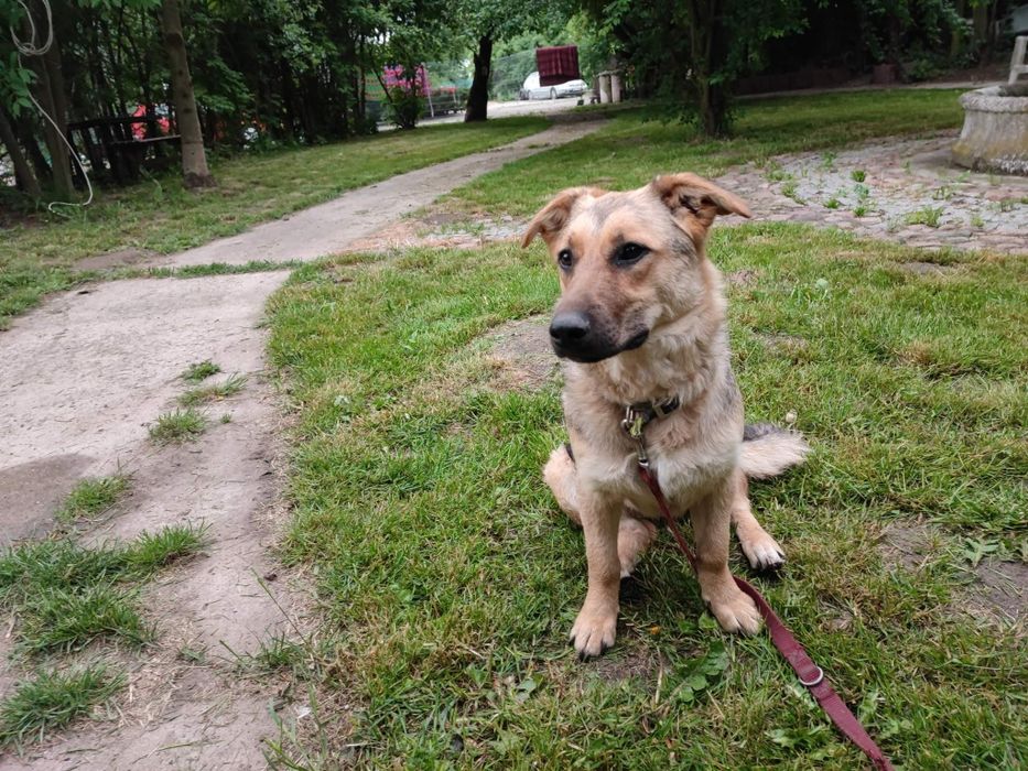 Szczeniak Lily do adopcji!!! Pieski dowozimy!!!