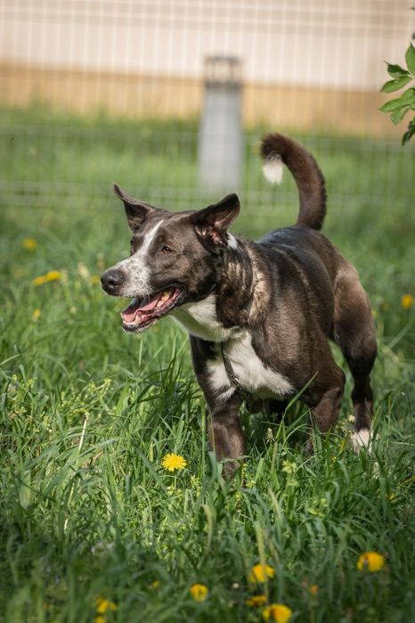 Rambo mix Border Collie z TTB do domu w spokojnej okolicy do adopcji!