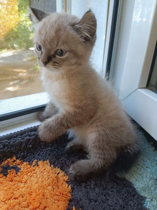 Тайській хлопчик шукає  доброго,люблячого хозяіна..