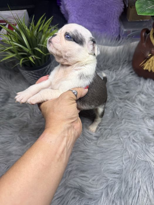 Menina  “Pug Panda “ lindissima.