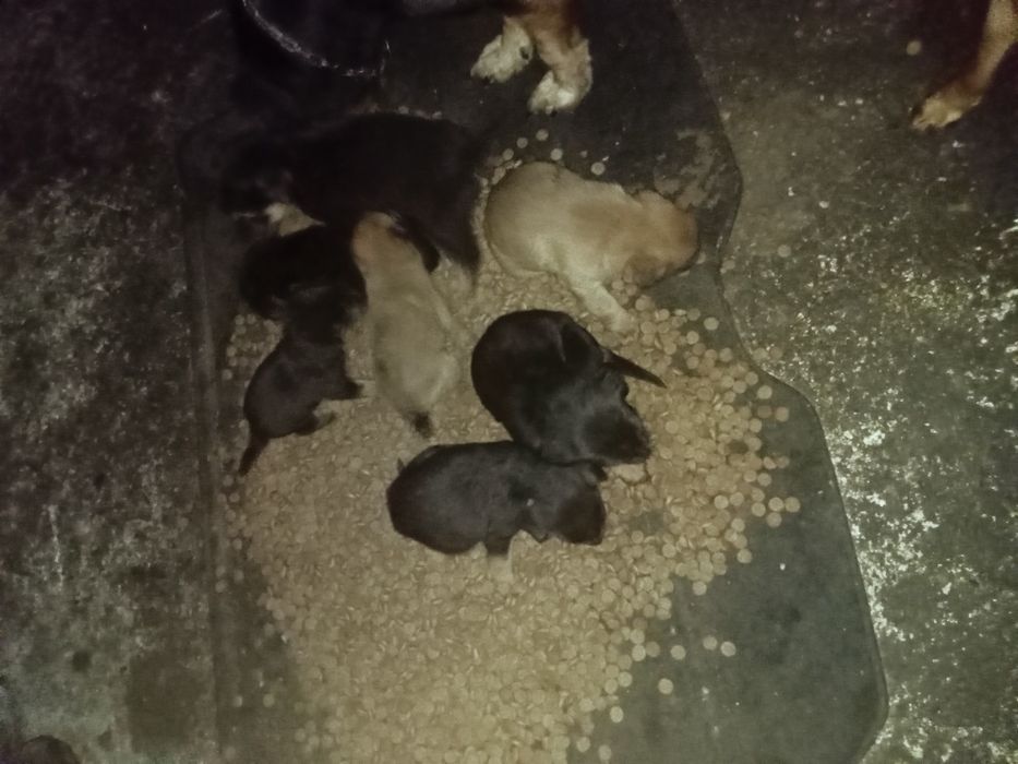 Cães bebés  para dar