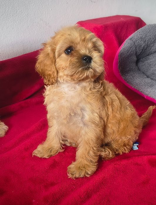cocapoo,cocker spaniel amerykański,coca poo amerykański SUCZKA