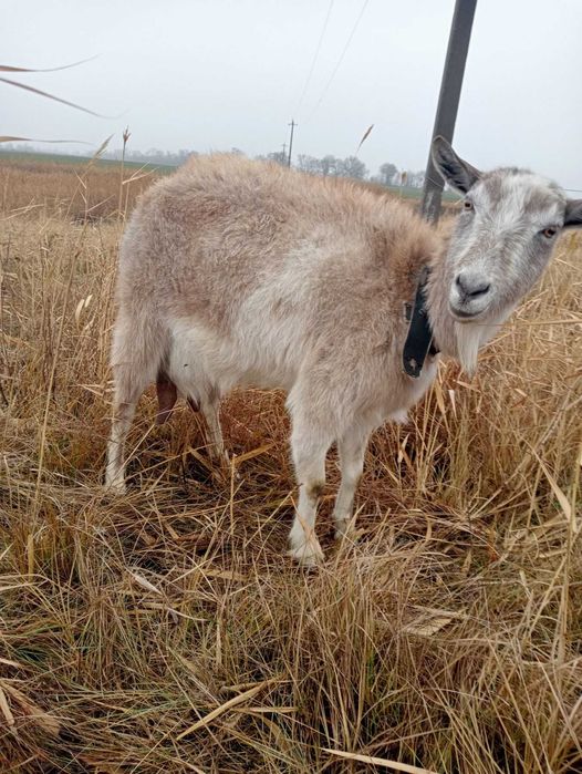 Продам три кози дойниє