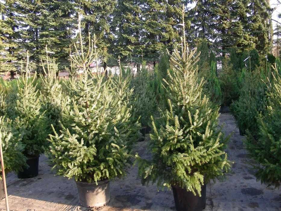 Choinki w doniczkach  produkcja własna Szkółka Roślin-Zalasewo