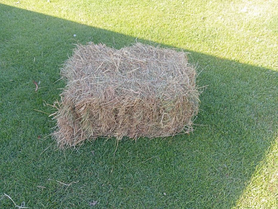 Sprzedam siano tegoroczne