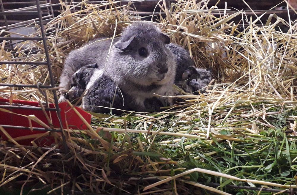 Морські свинки,  Тедді