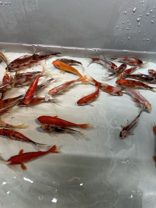 Karp koi karpie koi ryby do oczka wodnego stawu