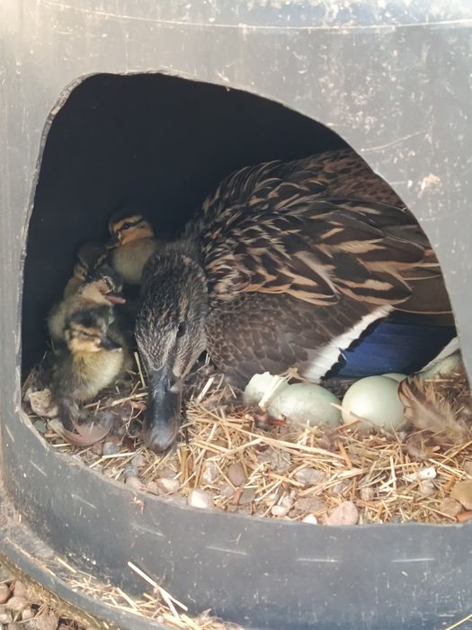 Vendo patos reais