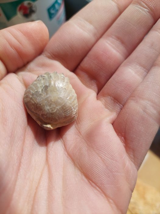 Fóssil braquiópode Jurássico