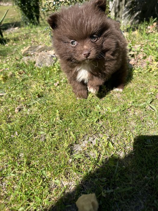 Menina spitz anao chocolate