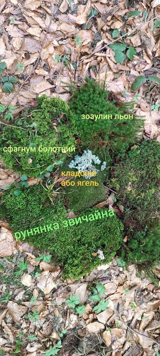 Живий, свіжий лісовий мох для равликів,черепах,домашніх тварин,для дек