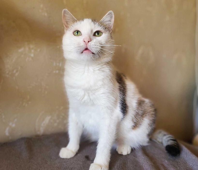 Ласкава красуня-кішечка Інга (1,5  роки). Стерилізована. Кошка