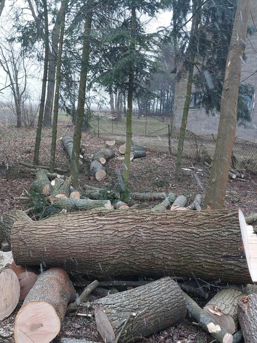 Drzewa świerzo ścięte, Dąb, Jesion, Wierzba