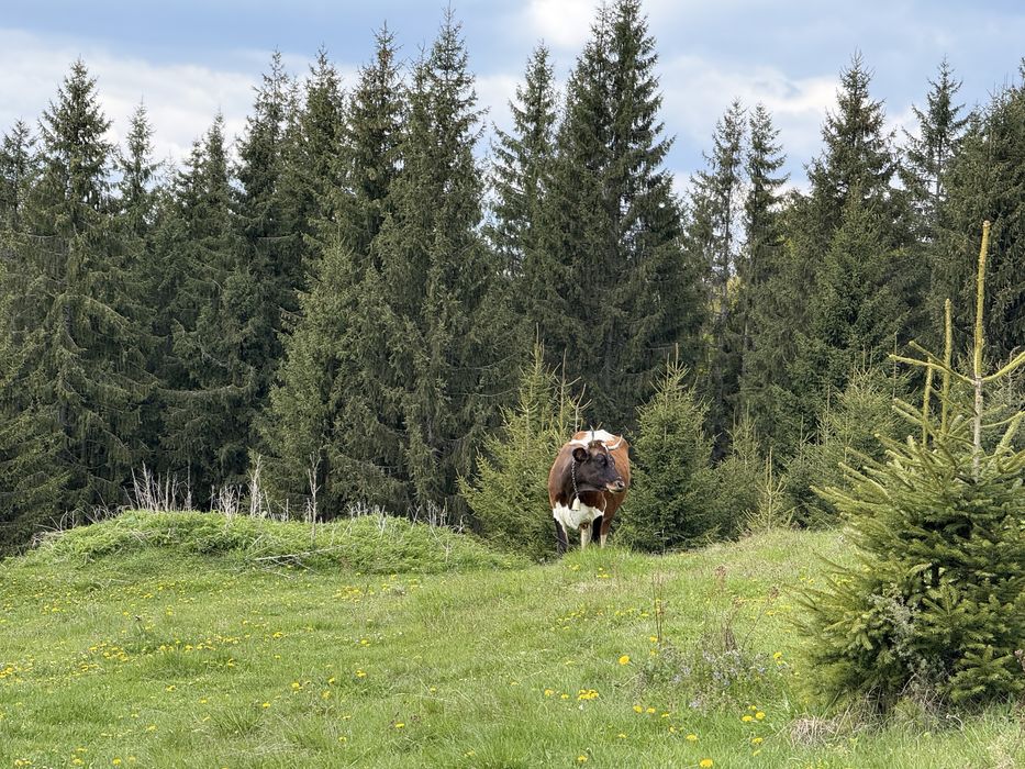 З видом на Говерлу .