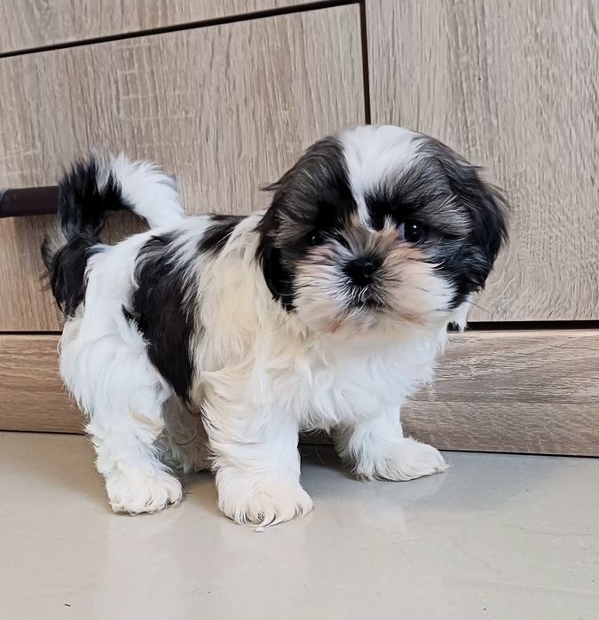 Piesek Shih-tzu gotowy do odbioru.