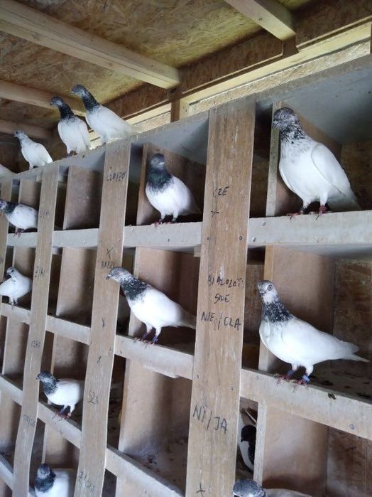 Sprzedam gołębie budapeszty