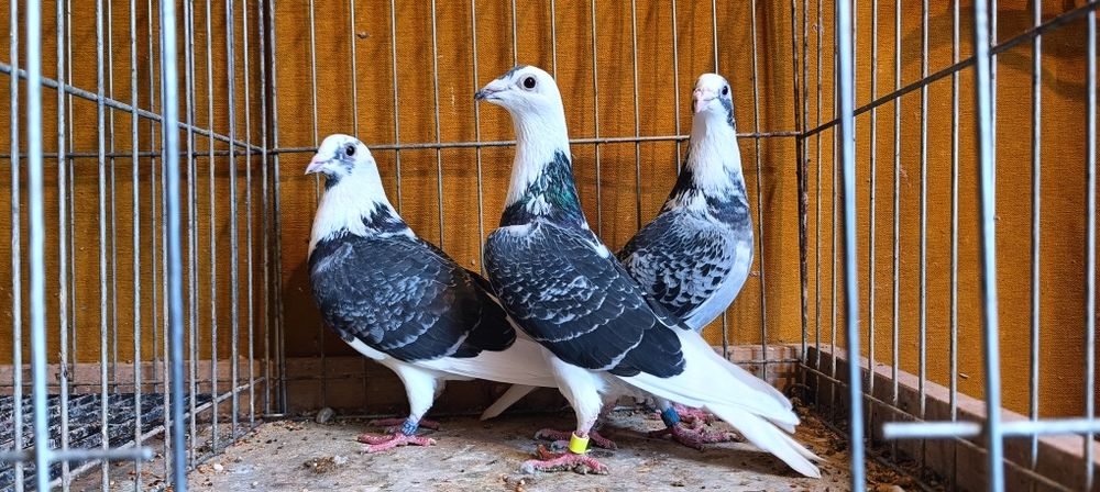 Gołębie pocztowe Samce. Belg. Pl. Czech. karta. Białe ogony. Samiec