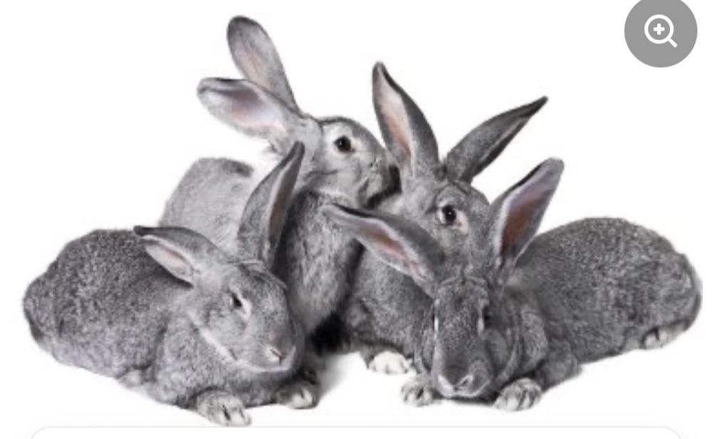 Купимо кролі 110 грн 1 кл