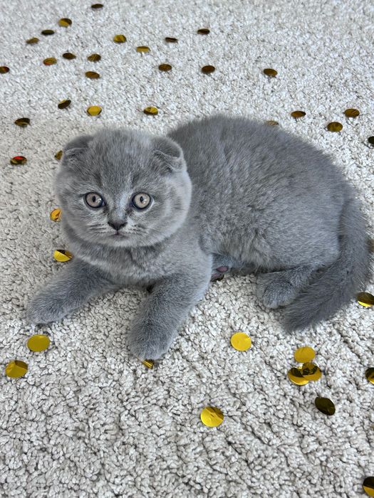 Gatinho Scottish Fold azul