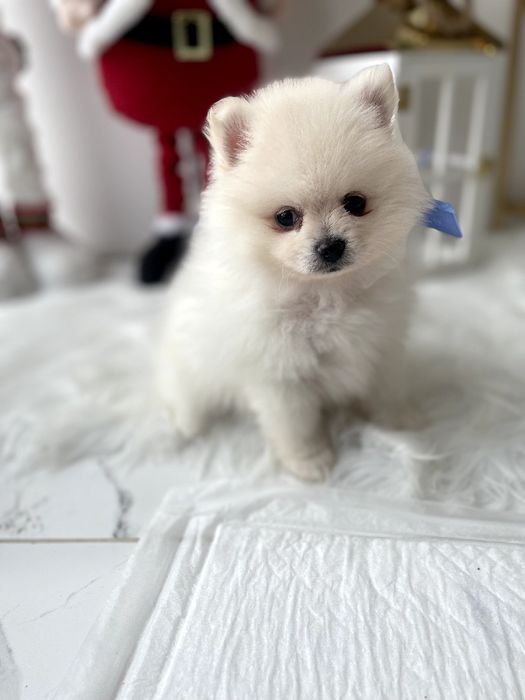 Всього 3 Чарівних Померанських шпіців