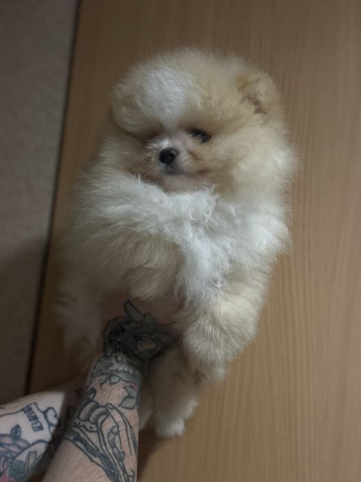 шикарний Хлопчик шоу класу