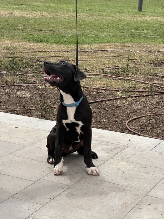 American Bully XL