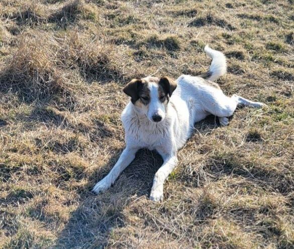 Отдам даром в добрые руки собаку