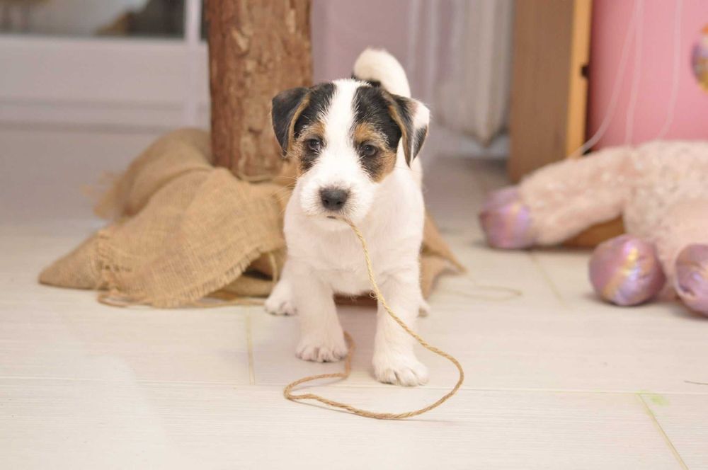 Jack Russell terrier ZKWP rodowód metryka gotowa do zmiany domu