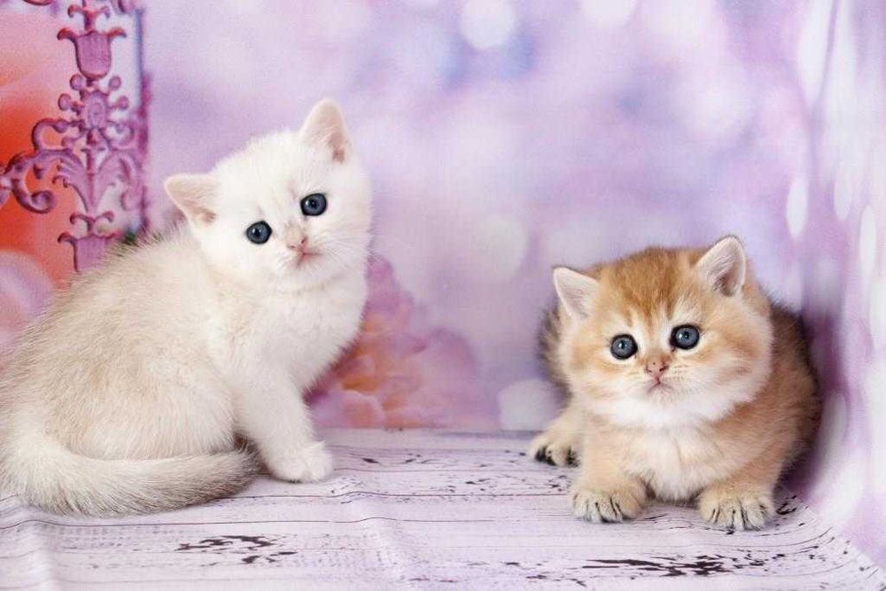 Британські плюшеві кошенята з щепленням та гарними манерами