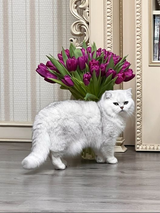 Британська шиншила вязка